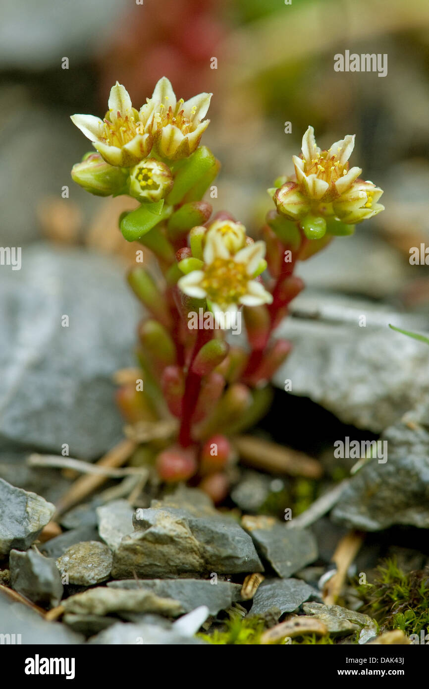 Dark Stonecrop Sedum atratum (ssp. atratum), blooming, Suisse Banque D'Images