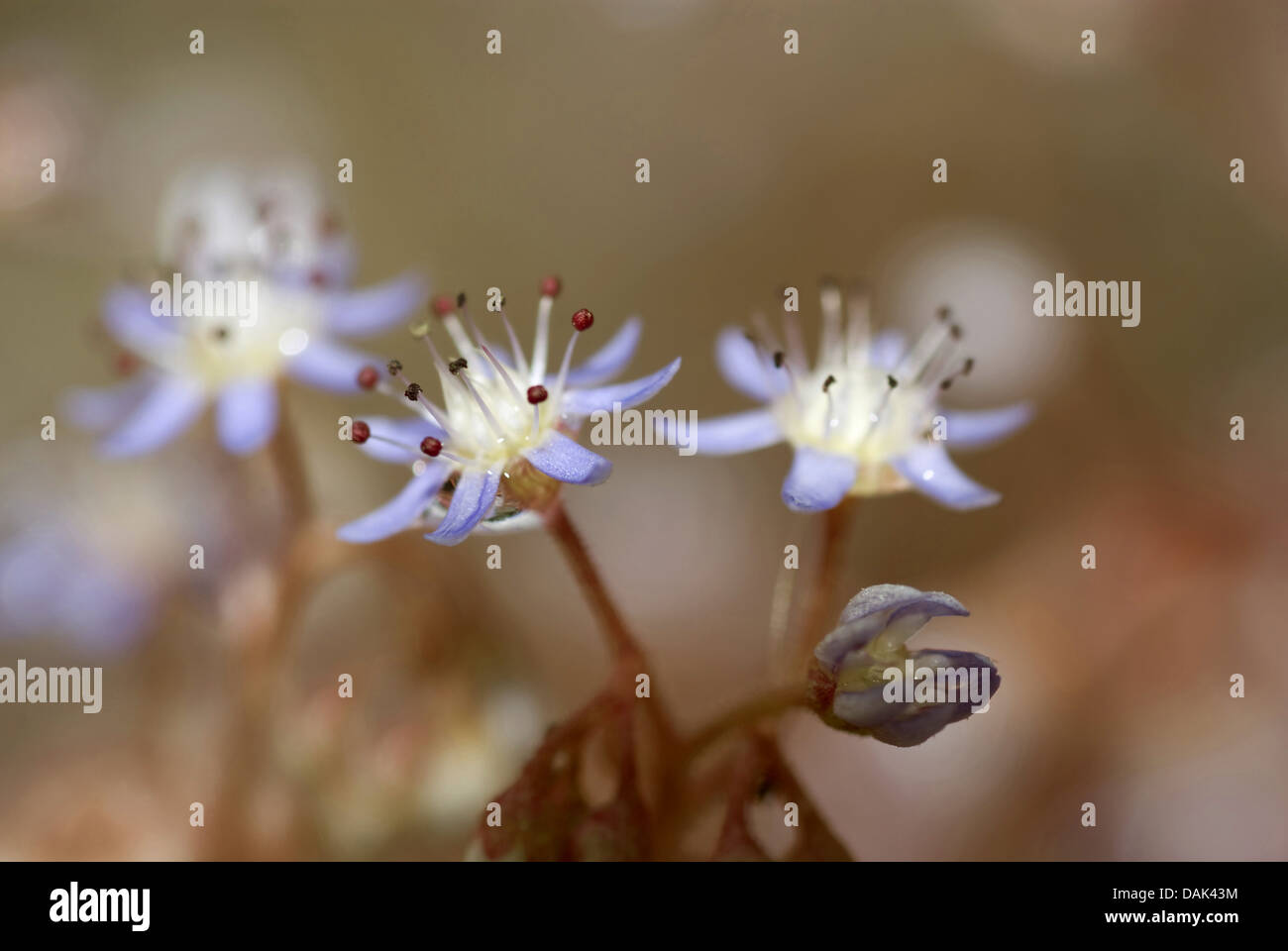 Ciel Pierre-culture, Baby-pierre-feuille-Rouge, de récolte des cultures de la pierre, le ciel bleu-bébé, orpin orpin orpin, Azure, Azure, récolte de Pierre Pierre Bleue orpin, bleu-rouge, récolte-feuille orpin (Sedum caeruleum), blooming Banque D'Images