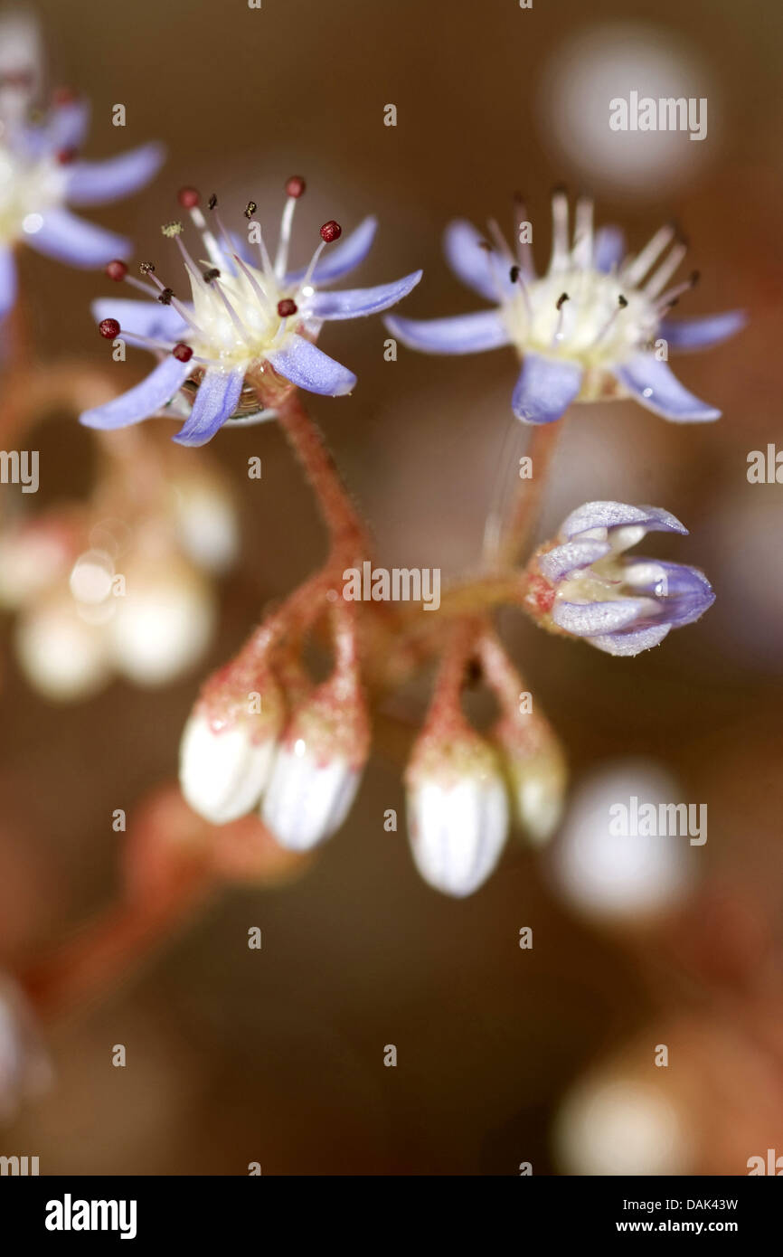 Ciel Pierre-culture, Baby-pierre-feuille-Rouge, de récolte des cultures de la pierre, le ciel bleu-bébé, orpin orpin orpin, Azure, Azure, récolte de Pierre Pierre Bleue orpin, bleu-rouge, récolte-feuille orpin (Sedum caeruleum), fleurs Banque D'Images