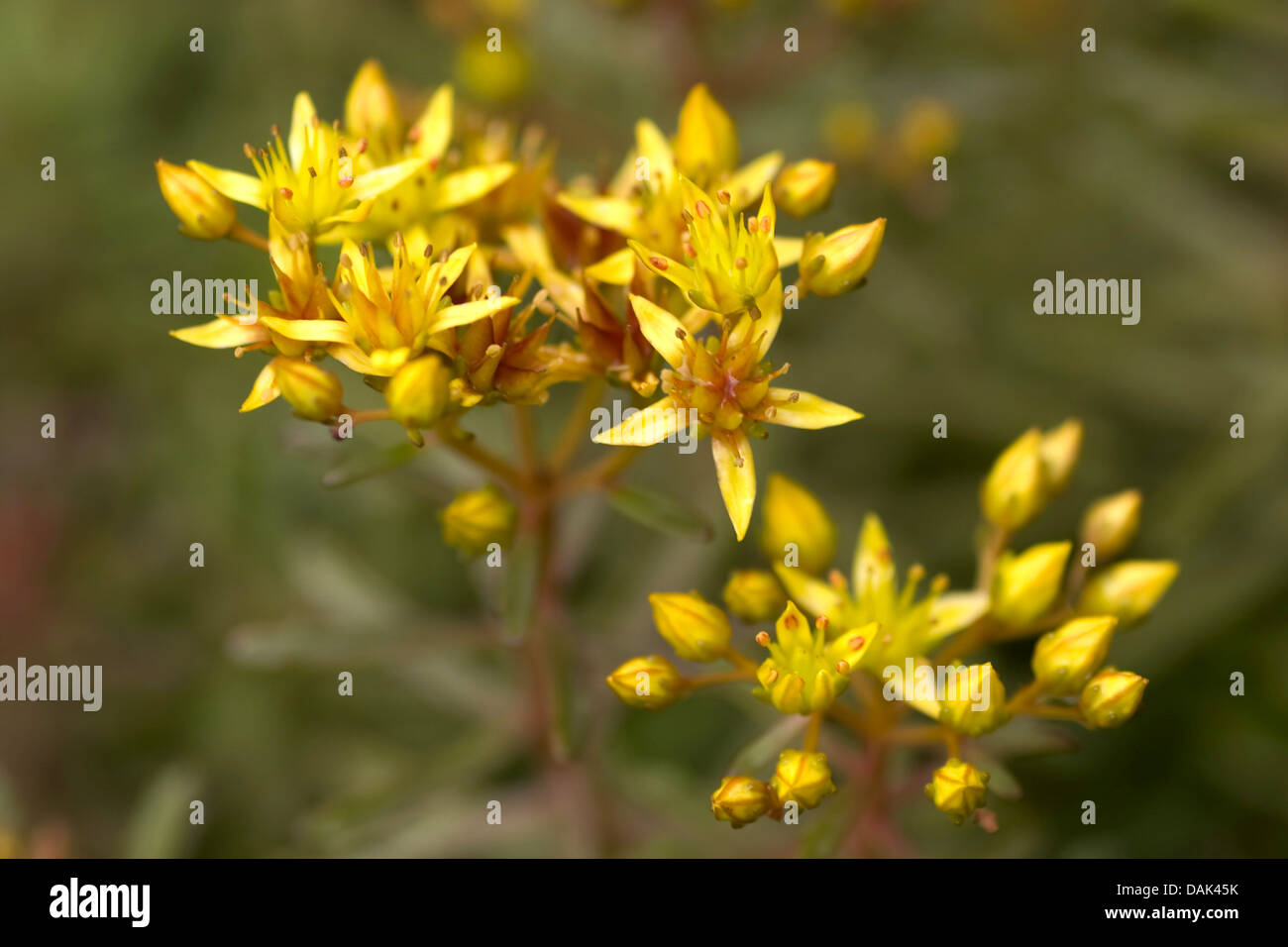 Orpin (Sedum middendorffianum Alexis philonenko), blooming, Allemagne Banque D'Images