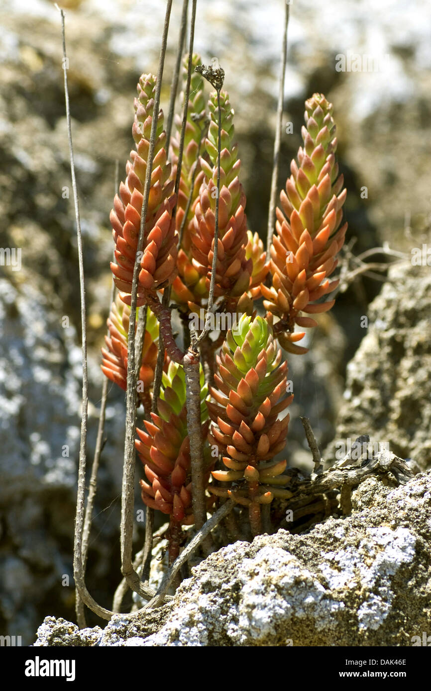 Stonecrop Sedum sediforme (pâle), Portugal Banque D'Images
