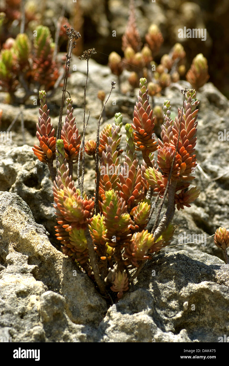 Stonecrop Sedum sediforme (pâle), Portugal Banque D'Images