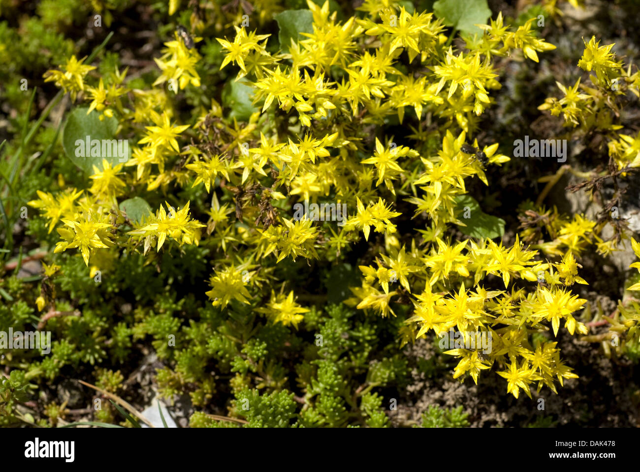 Tasteless stonecrop, tasteless stonecrop jaune, hexagon orpin (Sedum ...