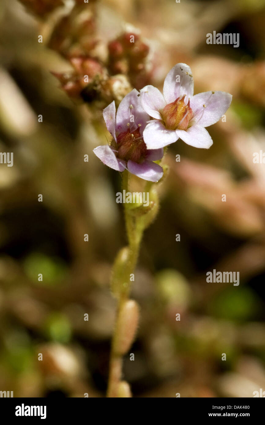 Hairy Stonecrop Sedum villosum (), la floraison, Allemagne Banque D'Images