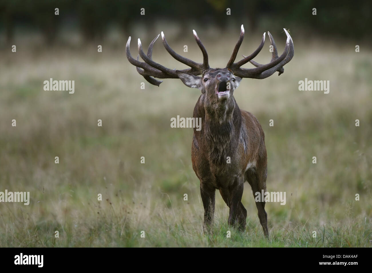 Red Deer (Cervus elaphus) stag, rugissant, Belgique Banque D'Images