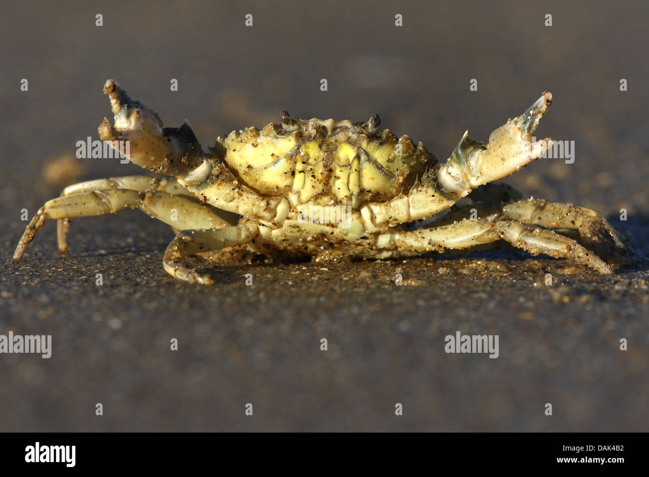 Crabe vert, crabe vert, crabe de l'Atlantique Nord (Carcinus maenas), sur la plage, Belgique Banque D'Images