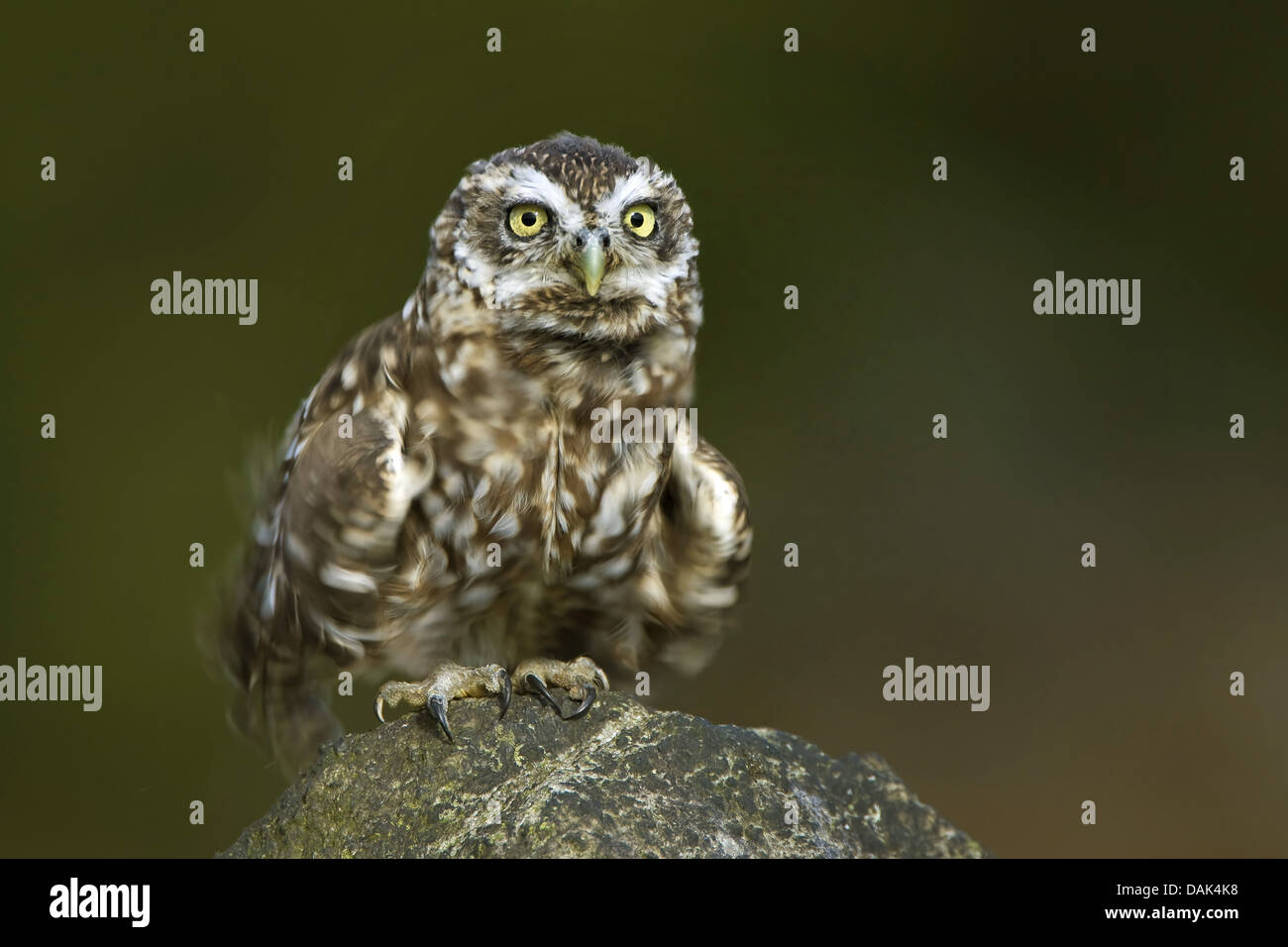 Chouette chevêche (Athene noctua), assis sur une pierre, Belgique Banque D'Images