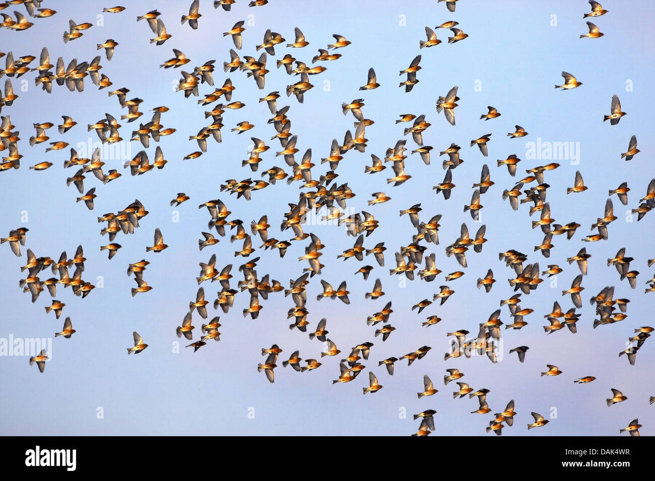 (Carduelis cannabina linnet, Acanthis cannabina), flying flock, Belgique Banque D'Images