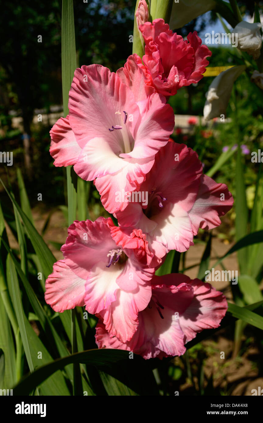 Glaïeuls rouges et blanches dans le jardin Banque D'Images