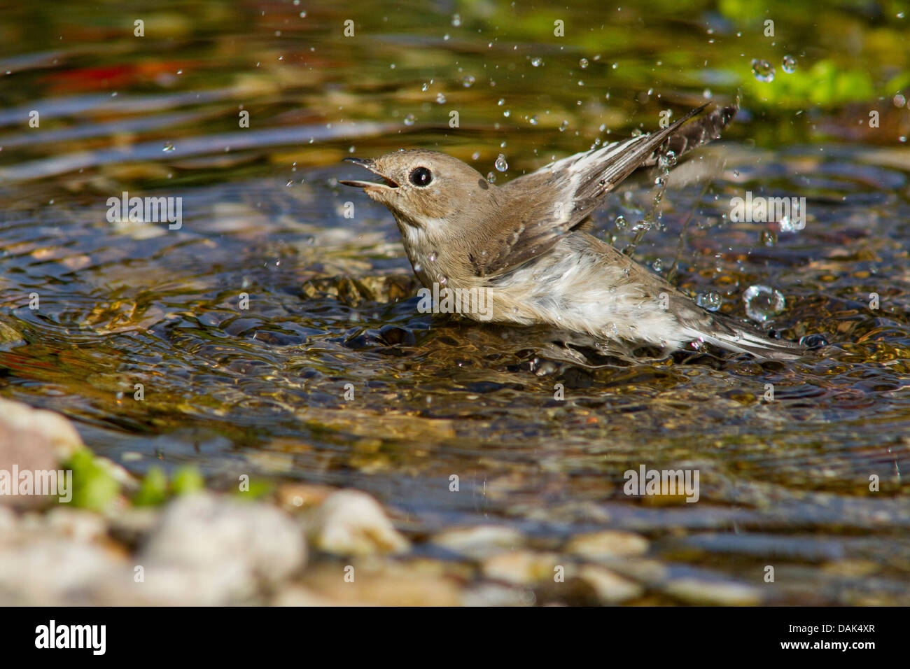 (Ficedula hypoleuca), femme se baignant dans un ruisseau, l'Allemagne, Mecklembourg-Poméranie-Occidentale Banque D'Images