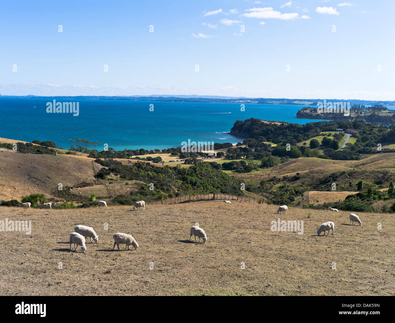 Dh Parc Régional de Shakespear WHANGAPARAOA Nouvelle-zélande troupeau de moutons paissant sur la péninsule de Whangaparaoa prairie pâturage domaine agricole Banque D'Images