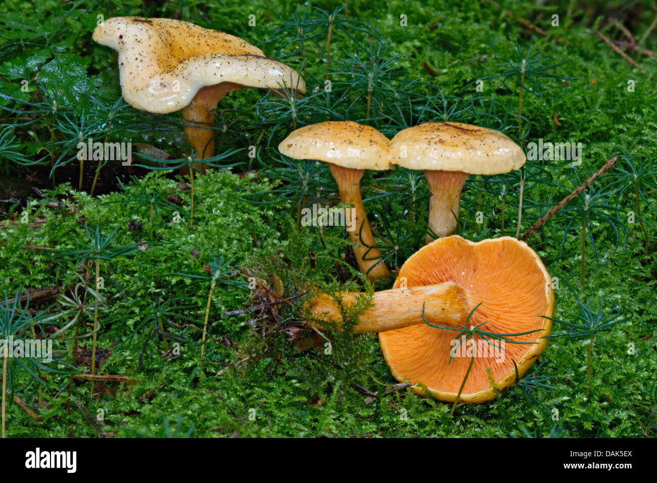 Fausse chanterelle (Hygrophoropsis aurantiaca), sur de la mousse, de l'Allemagne, Mecklembourg-Poméranie-Occidentale Banque D'Images