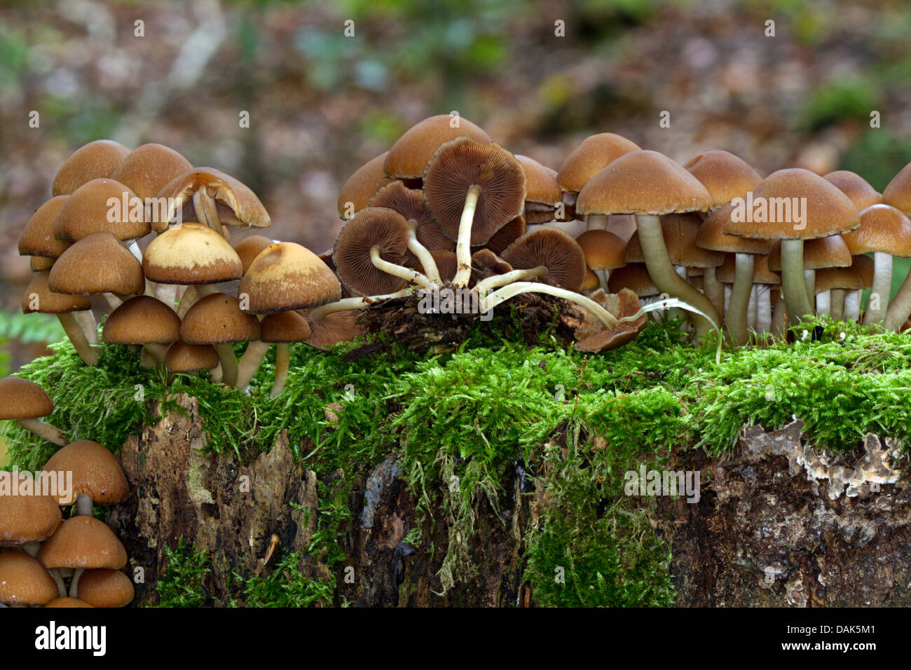 La souche commune (brittlestem Psathyrella piluliformis), de nombreux arbres à Snag, Allemagne, Mecklembourg-Poméranie-Occidentale Banque D'Images