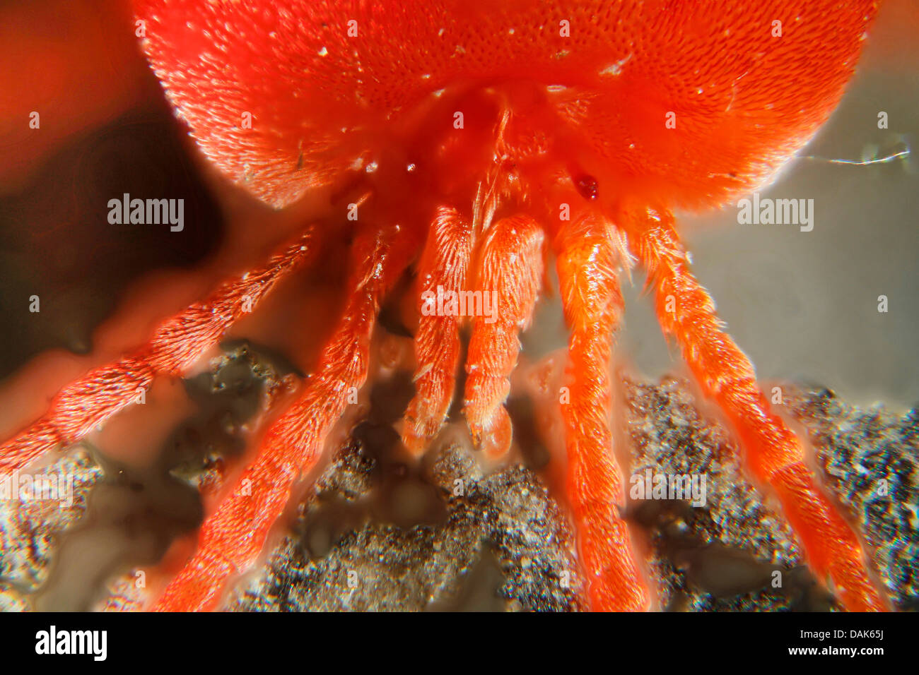 Acarien Trombidium holosericeum (velours), portrait, Allemagne, Mecklembourg-Poméranie-Occidentale Banque D'Images