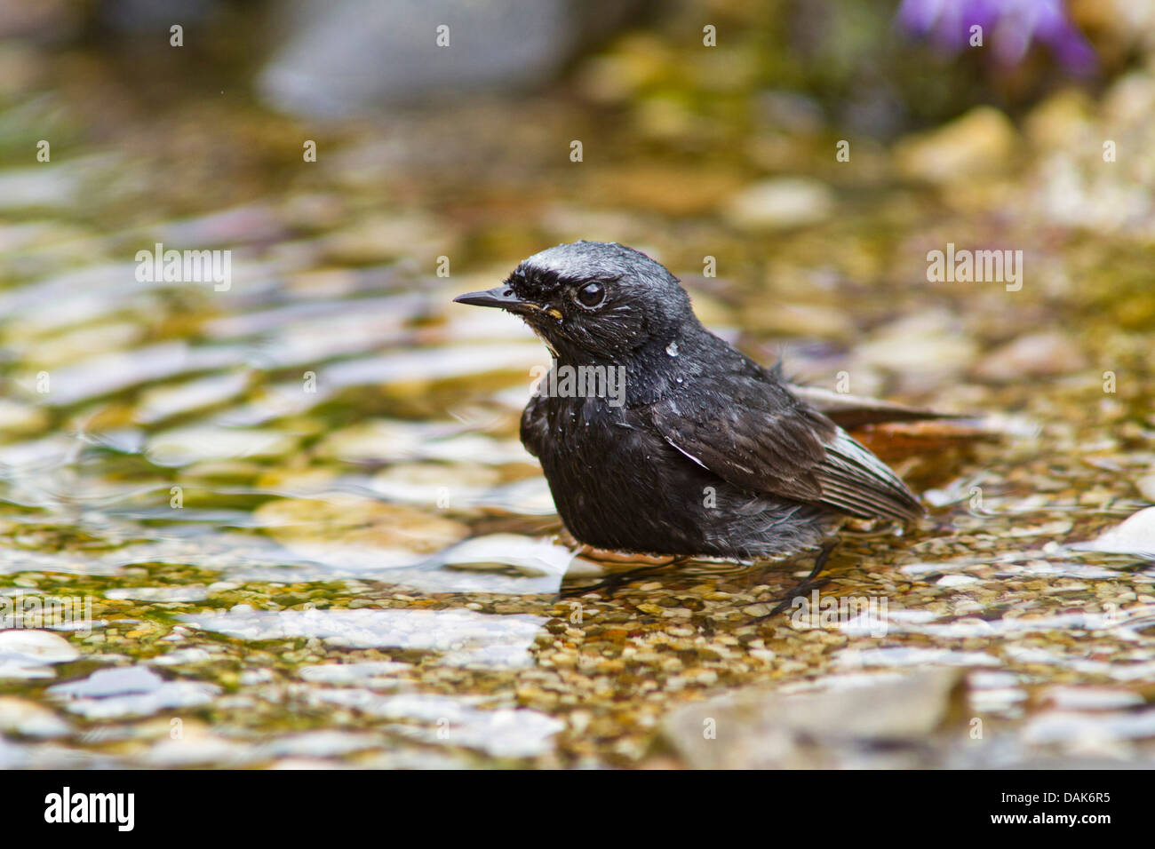 Rougequeue noir (Phoenicurus ochruros), homme, baignade, Allemagne, Mecklembourg-Poméranie-Occidentale Banque D'Images