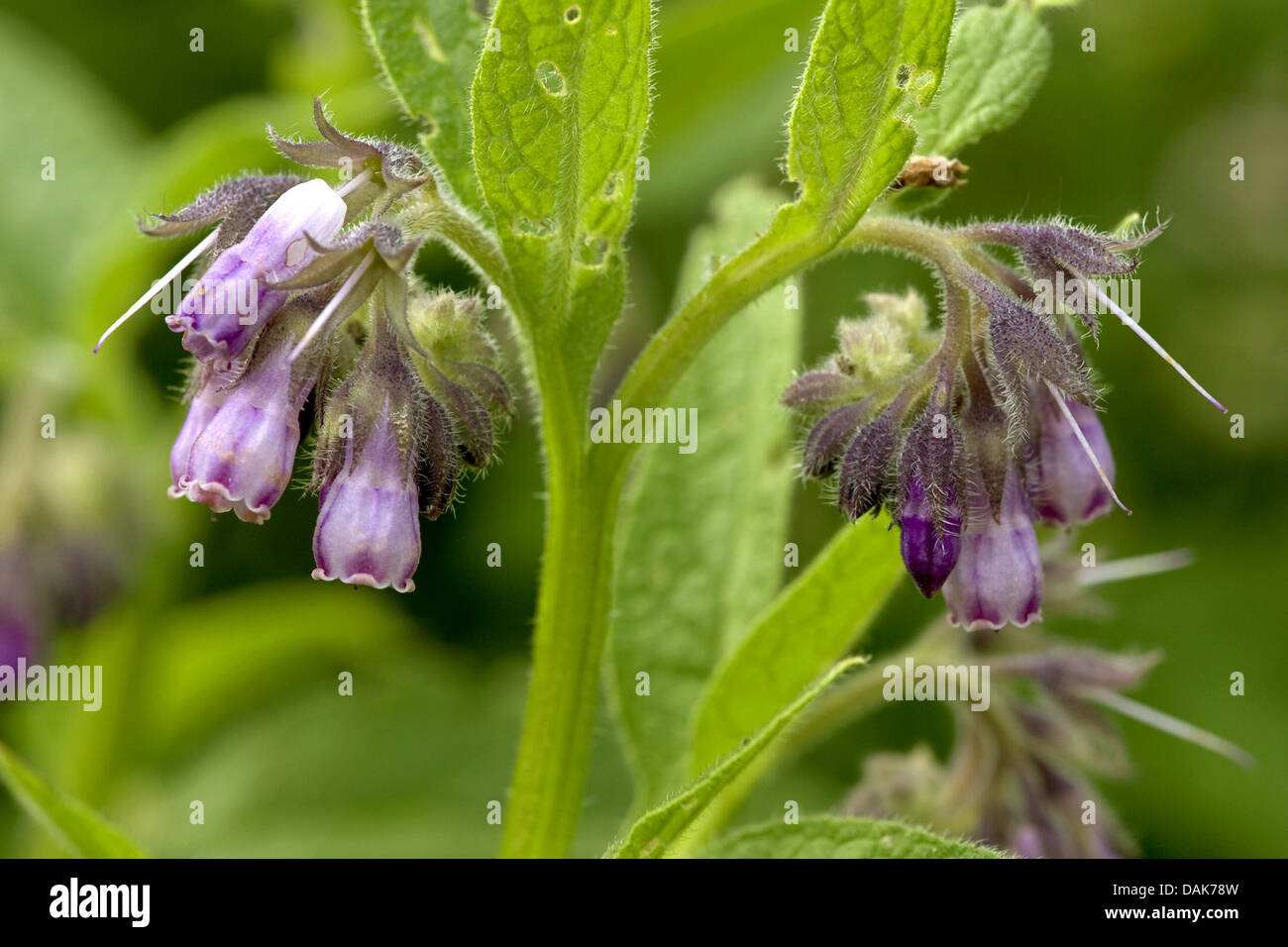 Racines De Consoude Séchées Coupées - 85g à 1.95kg | Plante Médicinale