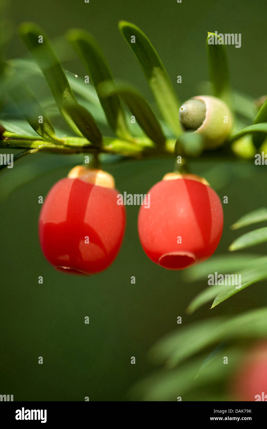 L'if commun (Taxus baccata), de la direction générale avec des graines matures, Allemagne Banque D'Images