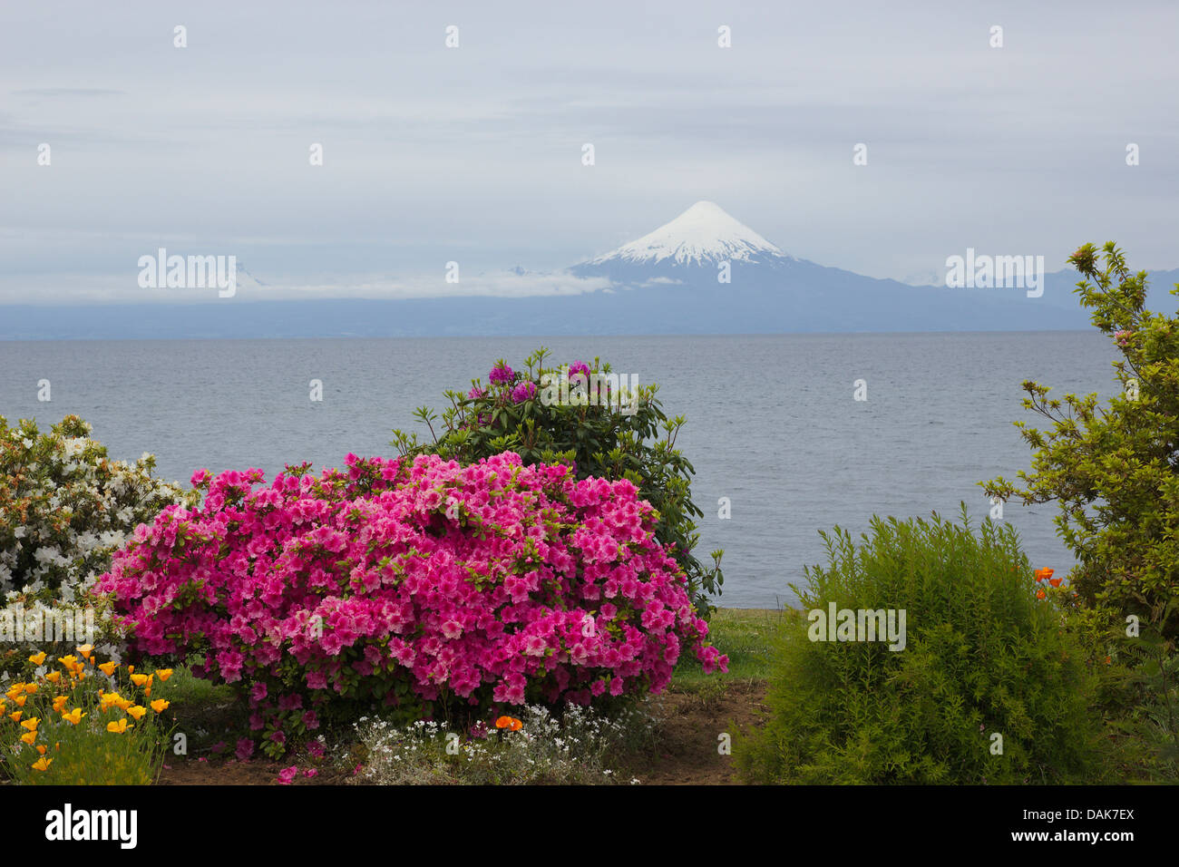 Fleurs à un parc en Frutillar au bord du Lago Llanquihue avec volcan Osorno en arrière-plan, le Chili, la Patagonie Banque D'Images