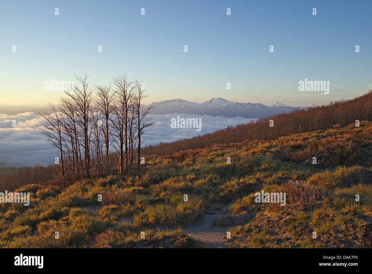 Volcan Casablanca, Antillanca complexe dans la lumière du matin vue du refuge Puyehue, le Chili, la Patagonie Banque D'Images