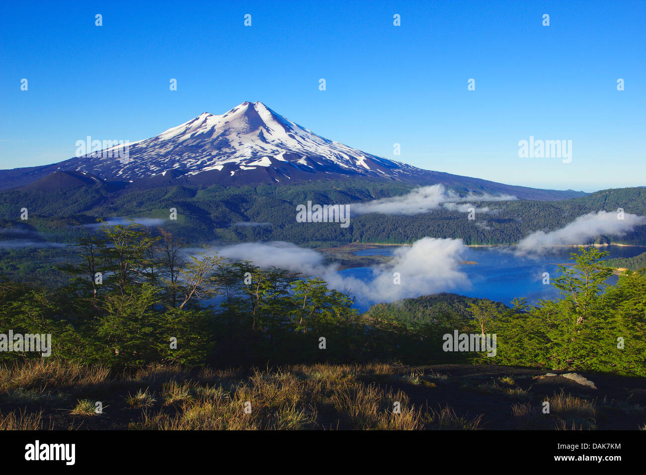 Volcan Llaima Et Lago Conguillio Banque D image Et Photos Alamy