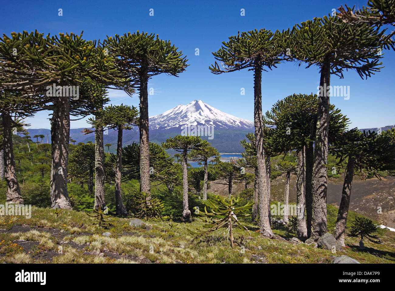 Pin du Chili (Araucaria araucana), volcan Llaima avec pins du Chili à la Sierra Nevada, le Chili, la Patagonie, les Andes, le Parc National Conguillio Banque D'Images