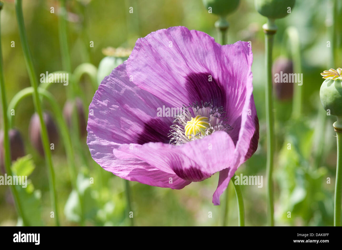 Fleur de pavot mauve dans wildflower meadow Photo Stock - Alamy