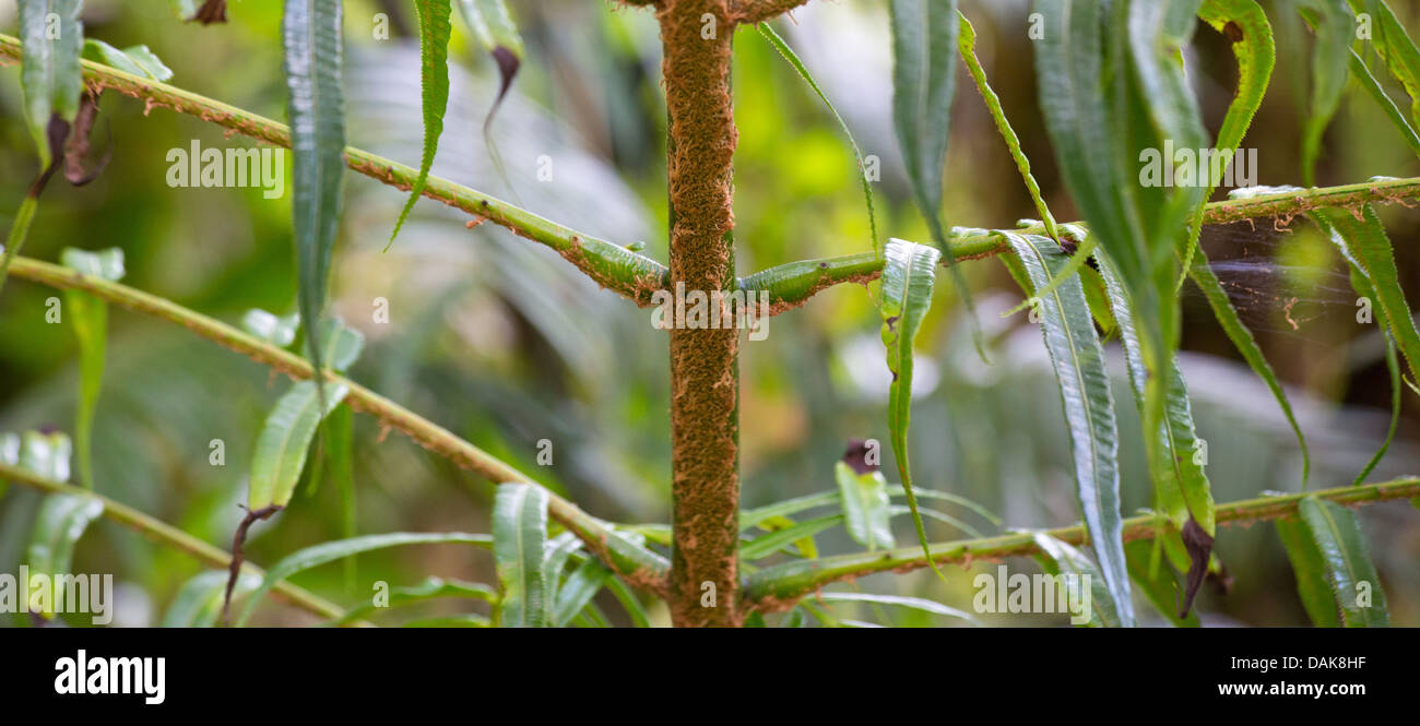 Détail d'une fougère arborescente dans les hautes terres de la Papouasie-Nouvelle-Guinée Banque D'Images