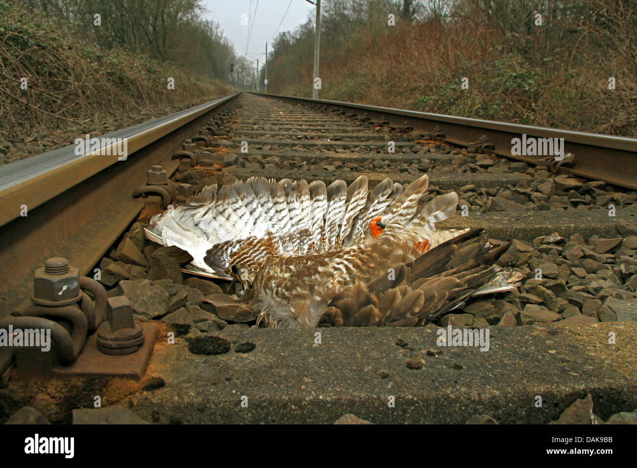 Eurasian buzzard (Buteo buteo), portant sur railtrack, tué par un train, Allemagne Banque D'Images