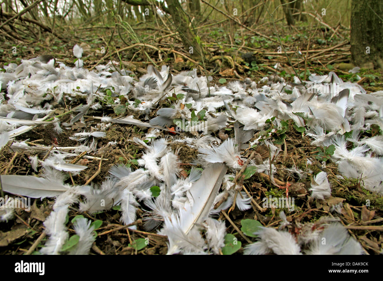 Les plumes d'une colombe, capturé par un oiseau de proie, Allemagne Banque D'Images