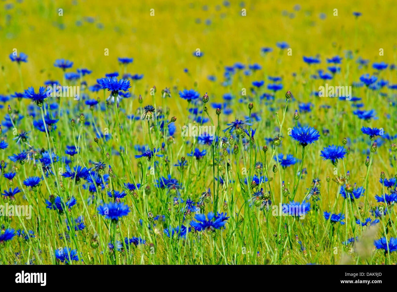 Bouton de baccalauréat, bleue, le bleuet (Centaurea cyanus), champ de bleuet, de l'Allemagne, en Rhénanie du Nord-Westphalie, Haut-sauerland Banque D'Images