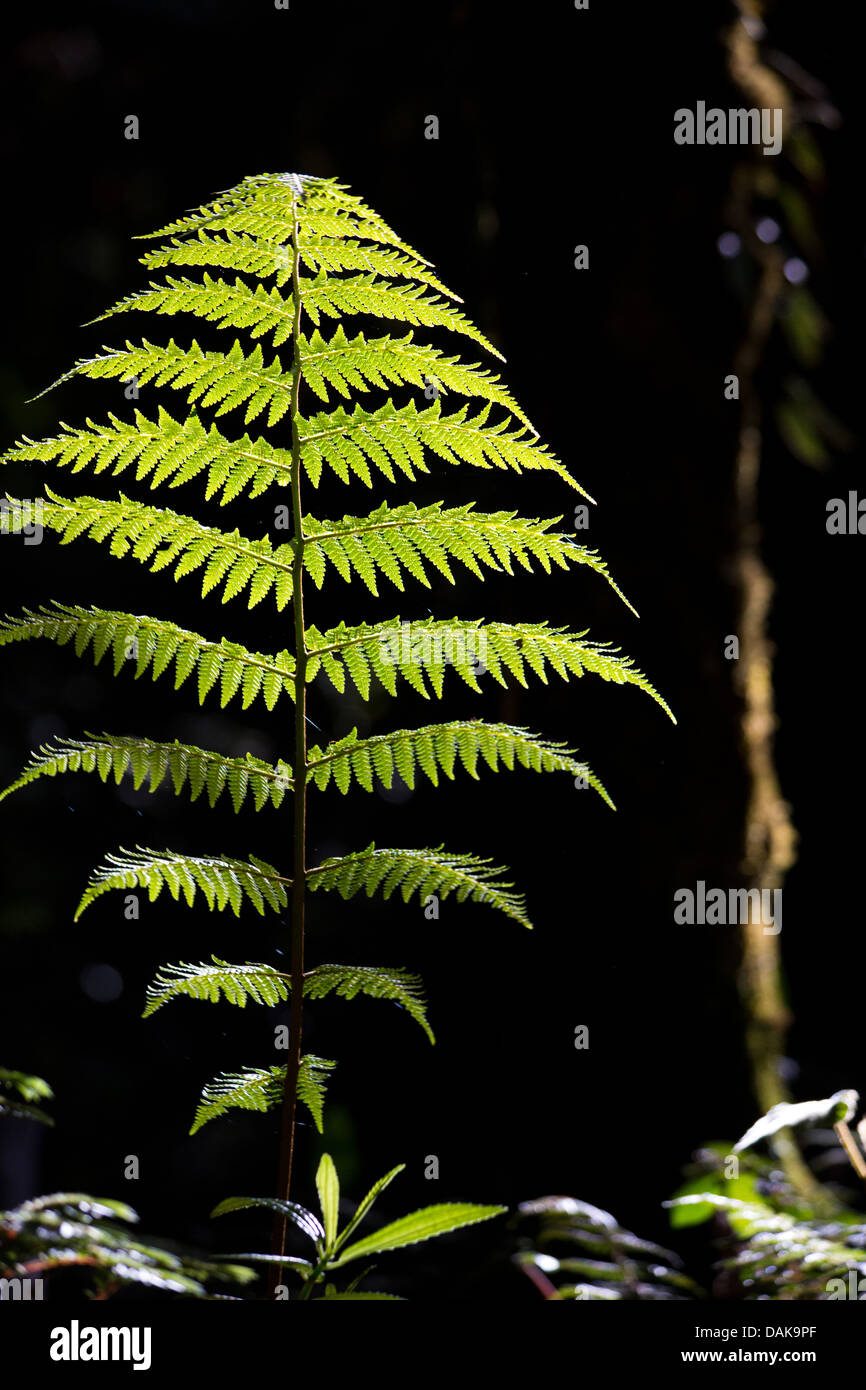 Détail de la feuille d'une fougère arborescente dans la forêt des nuages dans les hautes terres de la Papouasie-Nouvelle-Guinée. Banque D'Images