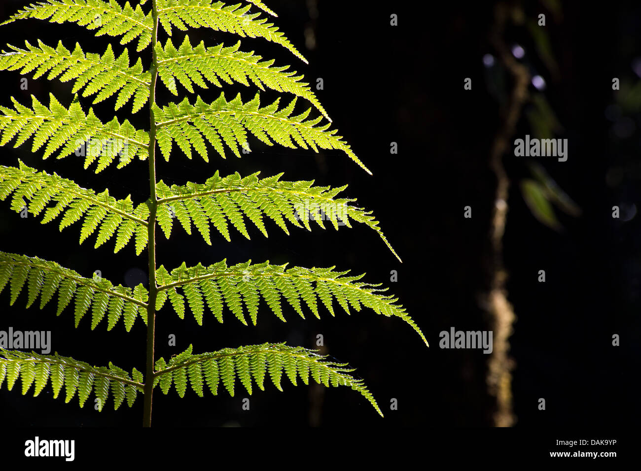 Détail de la feuille d'une fougère arborescente dans la forêt des nuages dans les hautes terres de la Papouasie-Nouvelle-Guinée. Banque D'Images