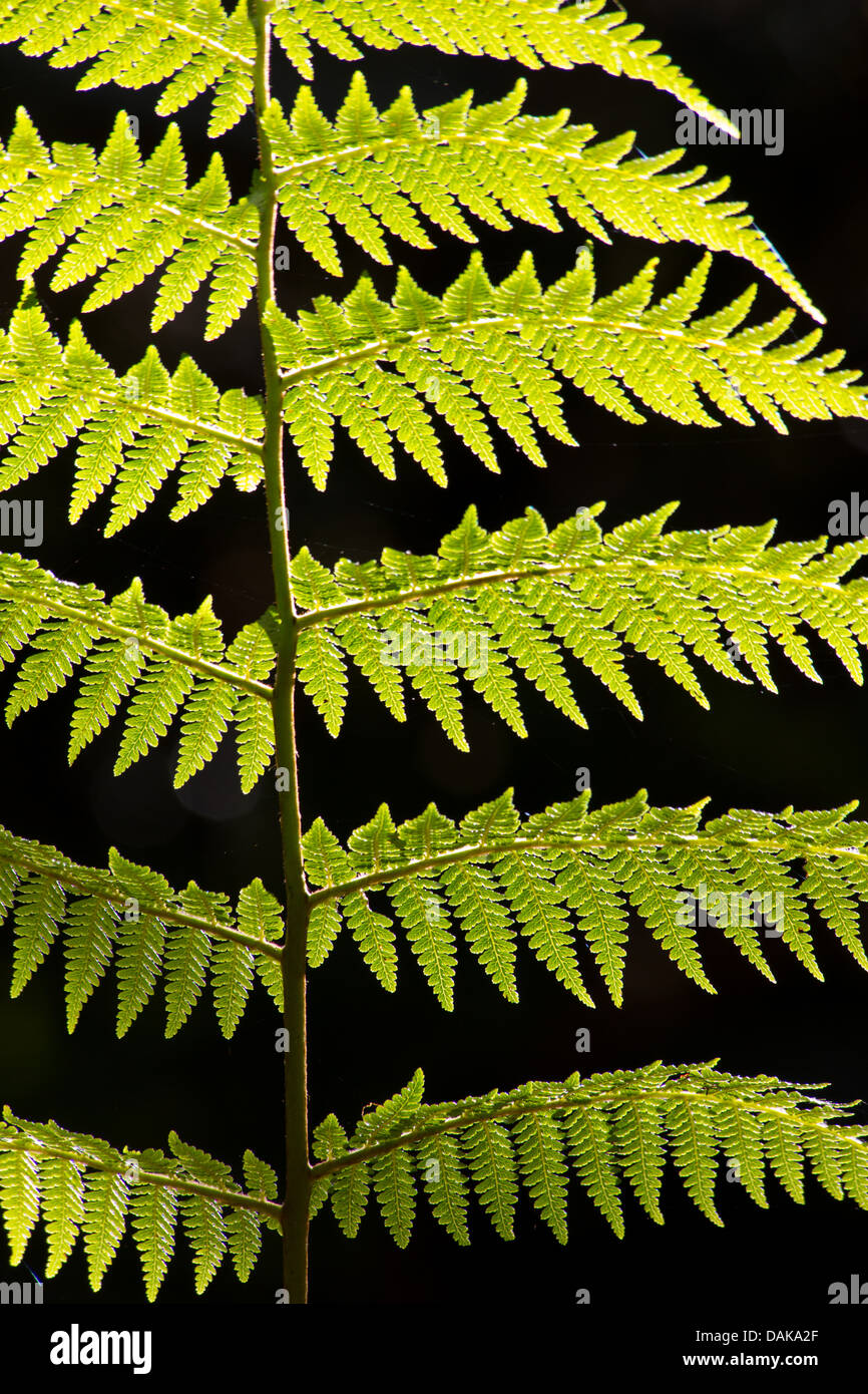 Détail de la feuille d'une fougère arborescente dans la forêt des nuages dans les hautes terres de la Papouasie-Nouvelle-Guinée. Banque D'Images