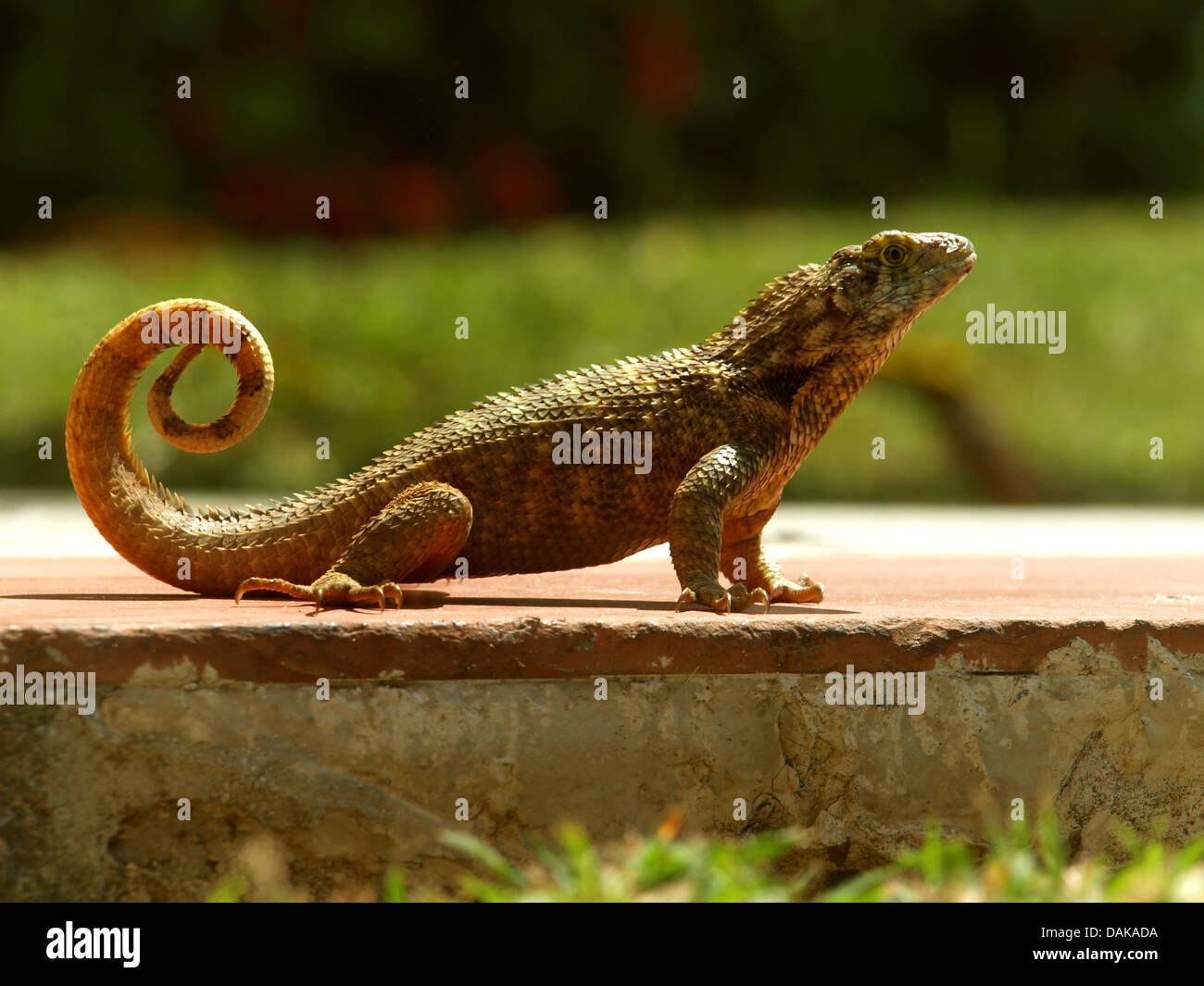 Le lézard curly (Leiocephalus carinatus), sur un chemin, Cuba Banque D'Images