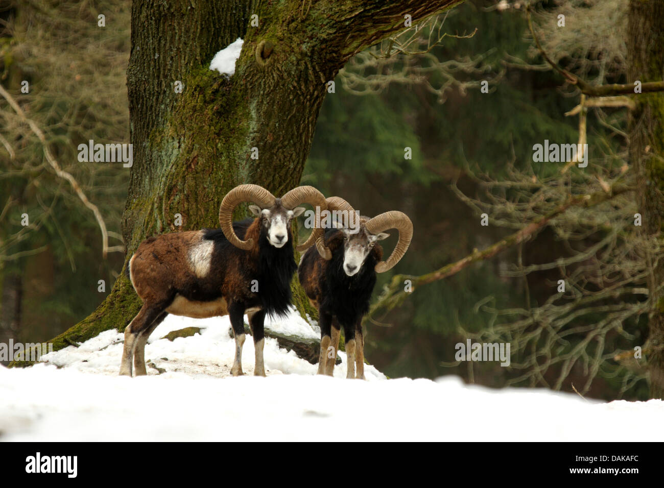 Mouflon (Ovis musimon, Ovis gmelini musimon, Ovis orientalis musimon), béliers, Allemagne, Saxe Banque D'Images