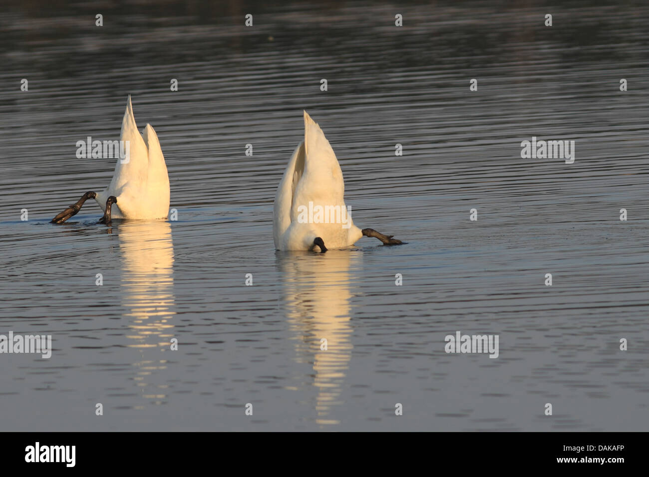 Mute swan (Cygnus olor), sur l'alimentation, de l'Allemagne, la Saxe, Syd Banque D'Images