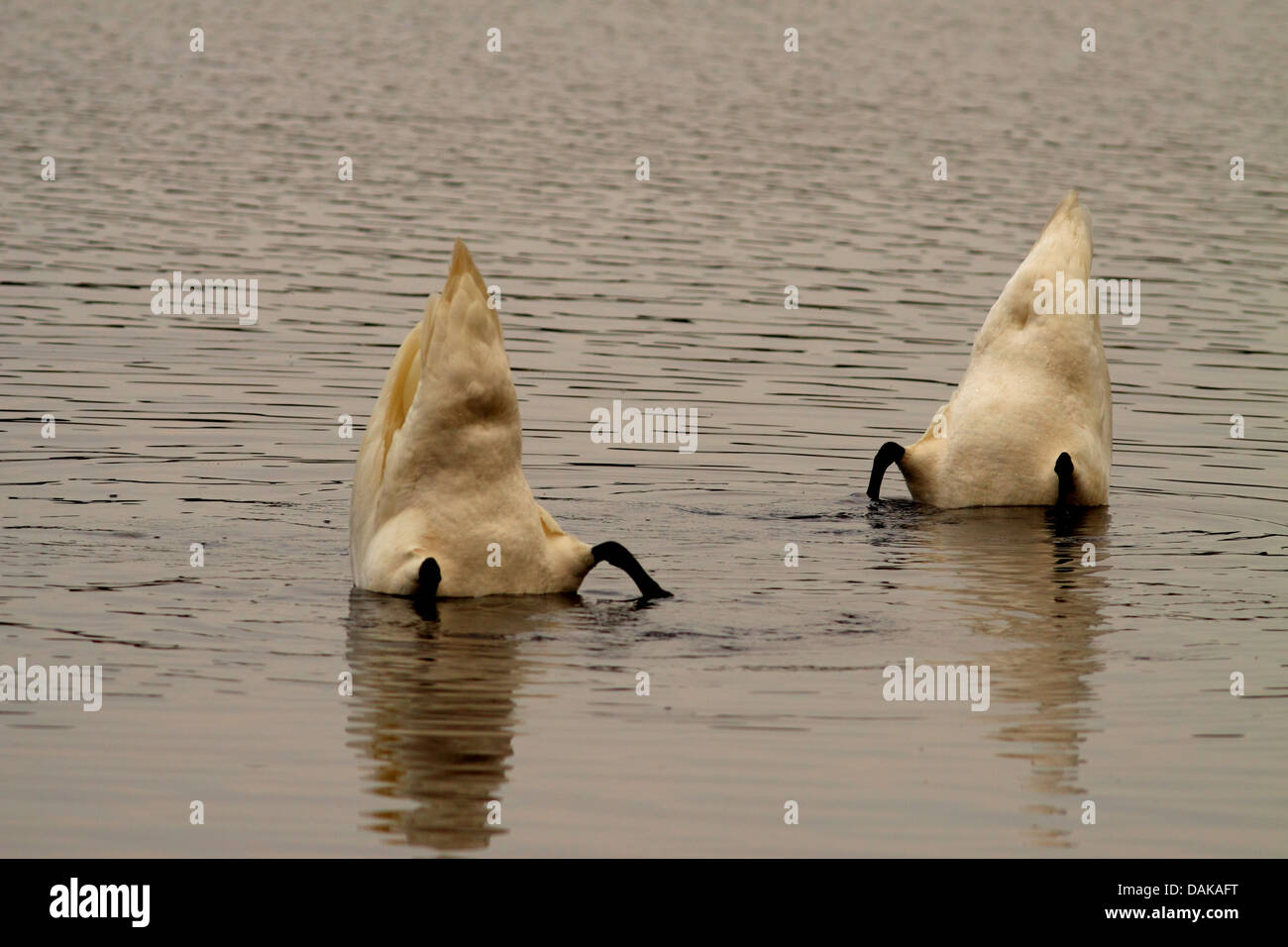 Mute swan (Cygnus olor), sur l'alimentation, de l'Allemagne, la Saxe, Syd Banque D'Images
