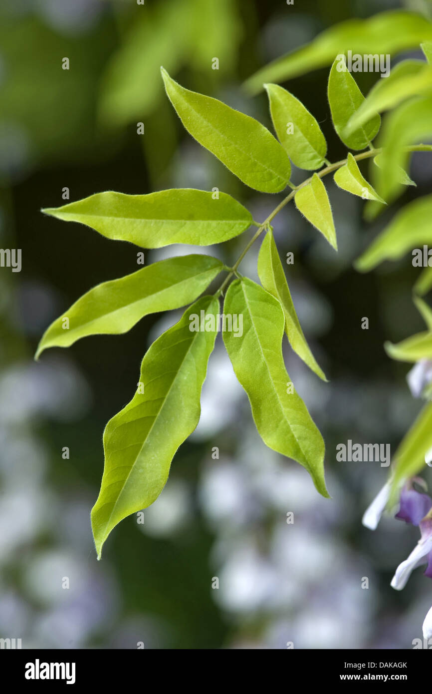 Glycine de Chine (Wisteria sinensis), leaf Banque D'Images