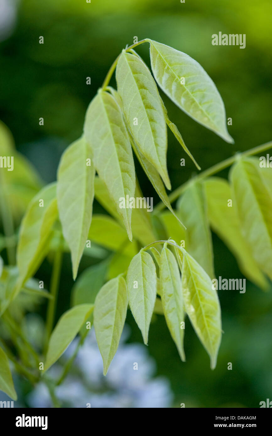 Glycine de Chine (Wisteria sinensis), les jeunes feuilles Photo Stock -  Alamy