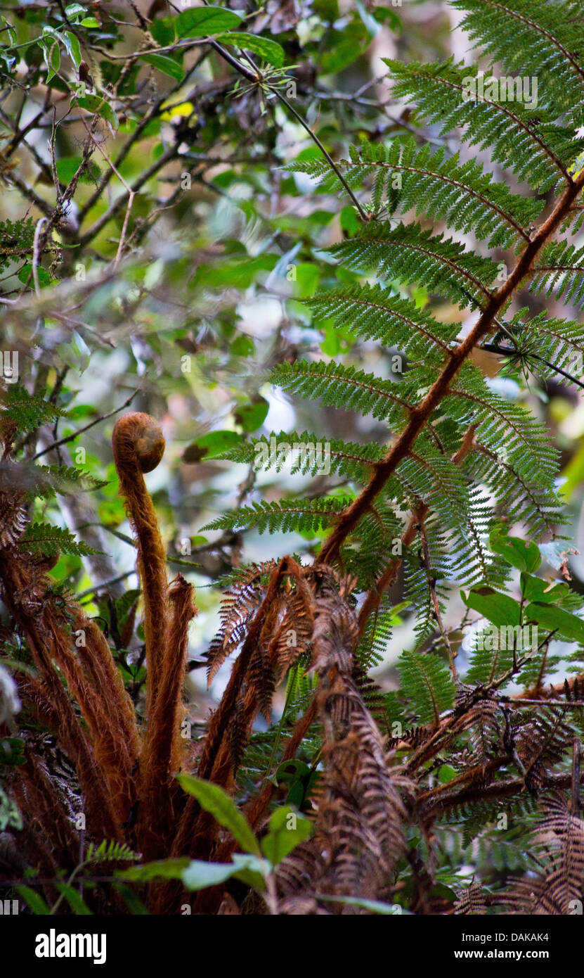 Détail d'une fougère arborescente dans les hautes terres de la Papouasie-Nouvelle-Guinée Banque D'Images