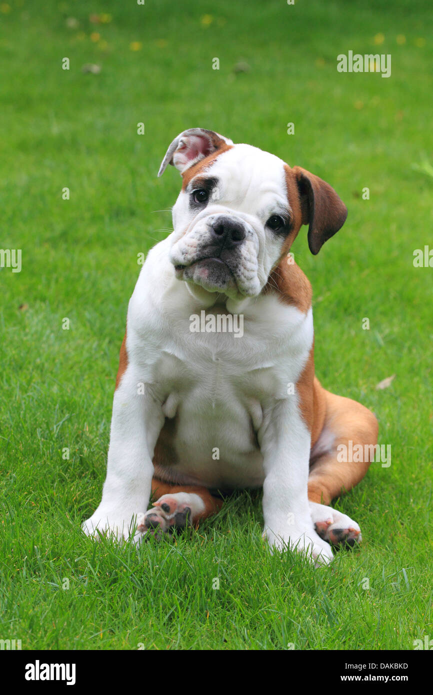 American Bulldog (Canis lupus f. familiaris), jeune bulldog assis sur pelouse, Allemagne Banque D'Images