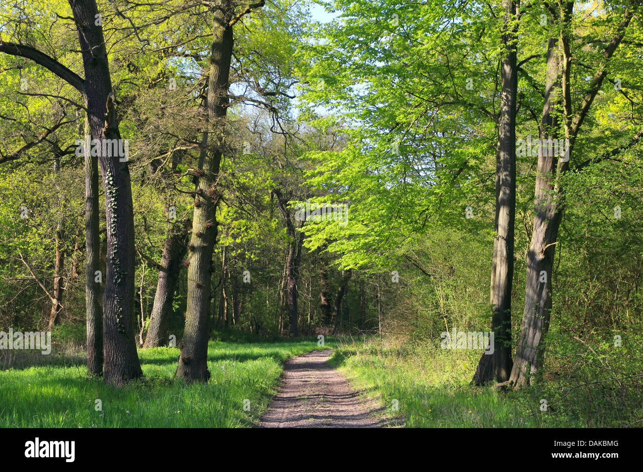 Chemin à travers la forêt de plaine au printemps, l'Allemagne, Bade-Wurtemberg Banque D'Images