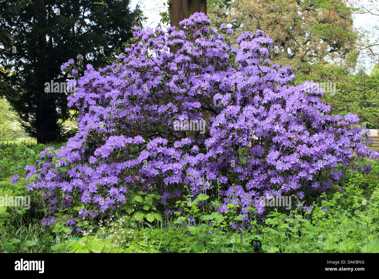 Rhododendron (Rhododendron spec.), violet Floraison rhododendron, Allemagne Banque D'Images