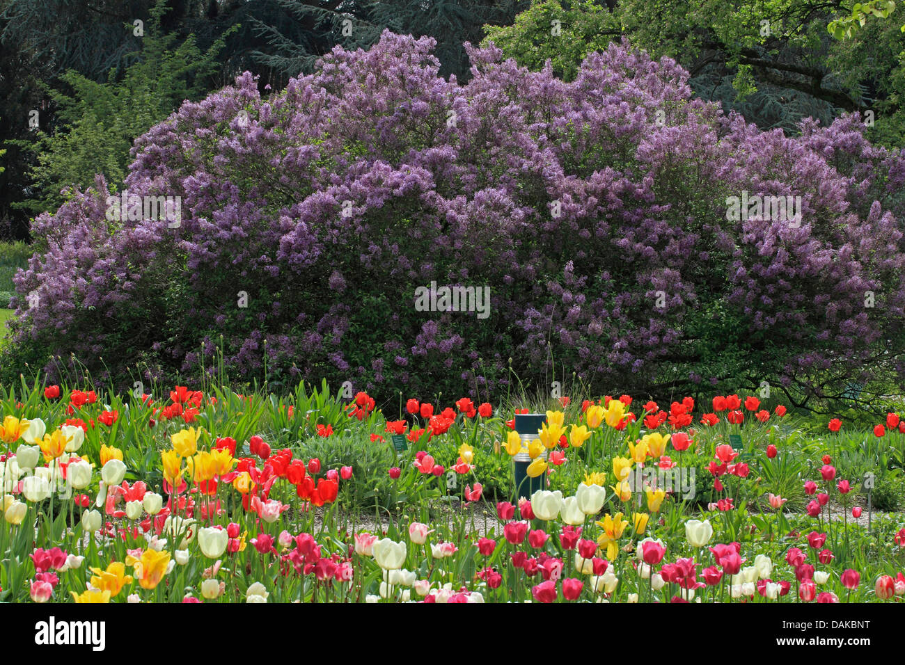 Le lilas commun (Syringa vulgaris), tulip bed de fleurs de lilas, Allemagne Banque D'Images
