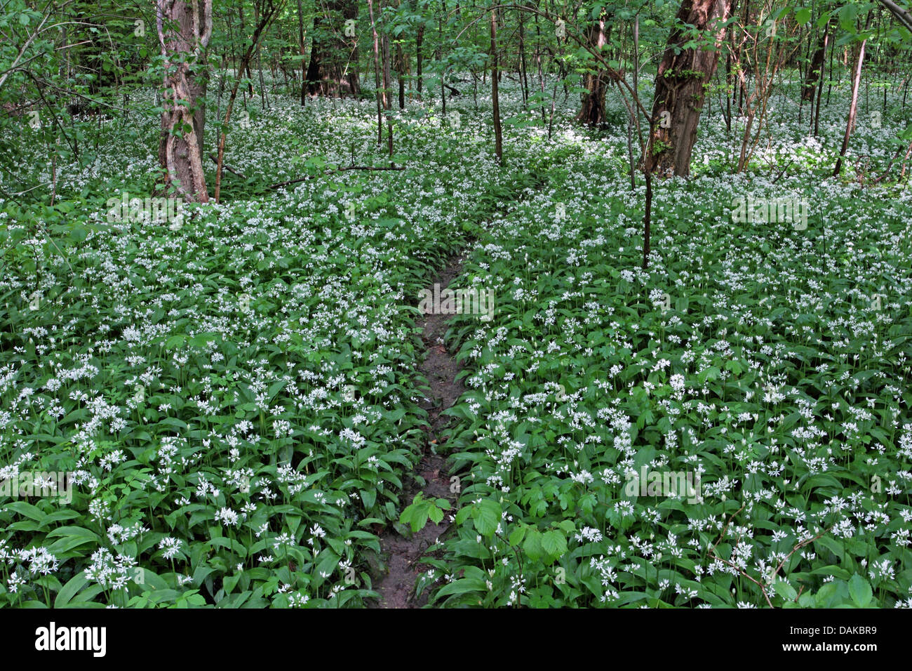 Ramsons, buckrams, ail sauvage, l'ail des bois, ail des ours, ail des bois, ail des ours (Allium ursinum), chemin à travers une forêt de plaine de fleurs de ramsons, Allemagne, Bade-Wurtemberg Banque D'Images