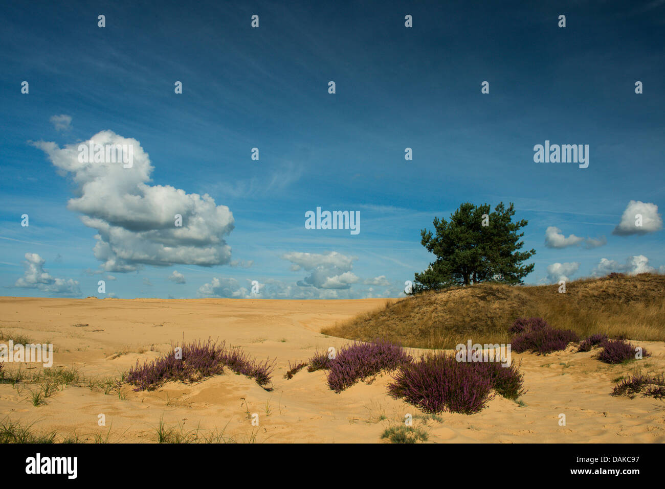 Bruyère commune, callune, bruyère (Calluna vulgaris), paysage de dunes avec Heath, Pays-Bas, parc national De Hoge Veluwe Banque D'Images