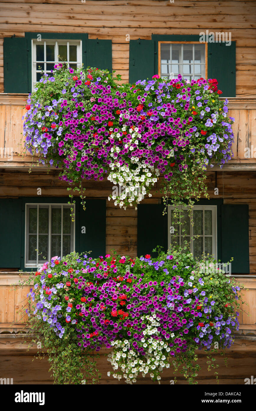 Jardin pétunia (Petunia x hybrida, Petunia-Hybride), balcon luxuriant arrangements à une maison en bois, de l'Autriche, le Tyrol Banque D'Images