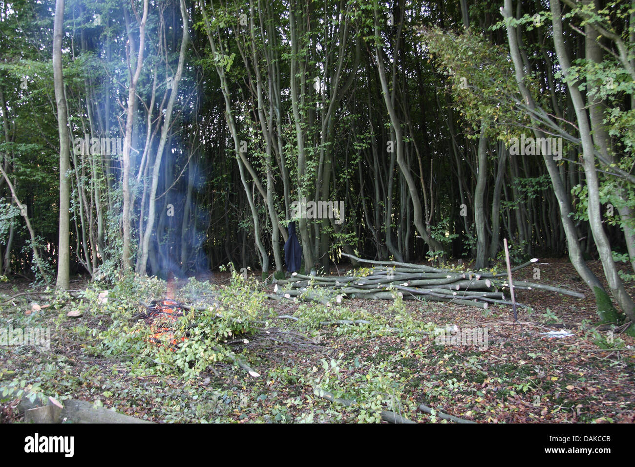 Début de Hornbean taillis forestiers pratique dans un petit bois pour une bonne gestion Banque D'Images
