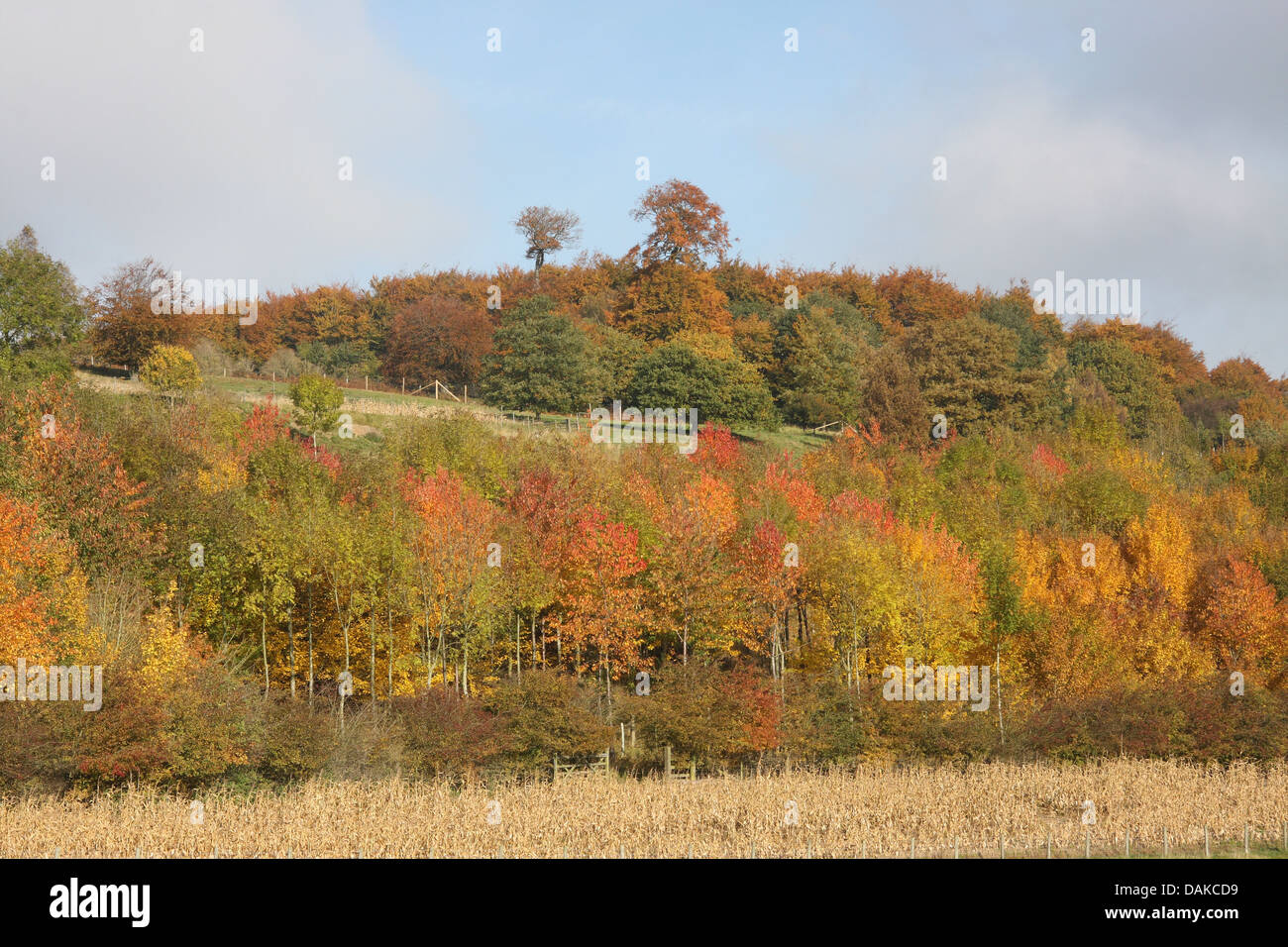 Au début de l'automne, les couleurs des arbres sur une banque avec couvercle récolte devant un faisan dur de l'haut bois. Banque D'Images