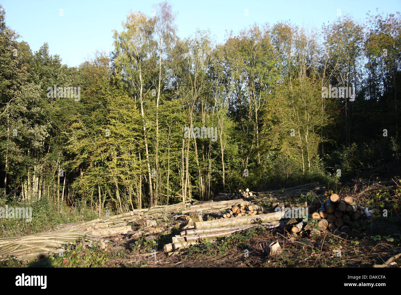 Bois taillis avec piles de bois Banque D'Images